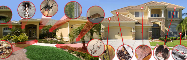 Kemer İlaçlama Hizmetleri Yeni Yüzüyle Hizmetinizde…